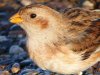 Snow Bunting at Shoebury Coastguards (Steve Arlow) (153981 bytes)
